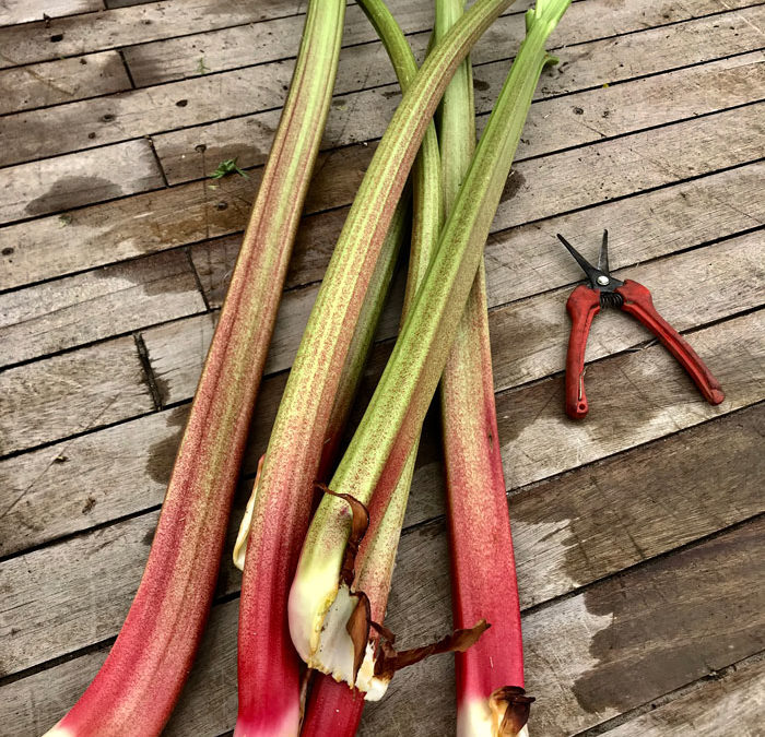 Rhubarbe Goliath