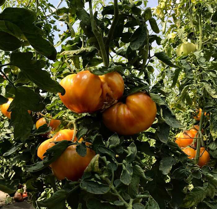 Tomate Ancienne Ananas