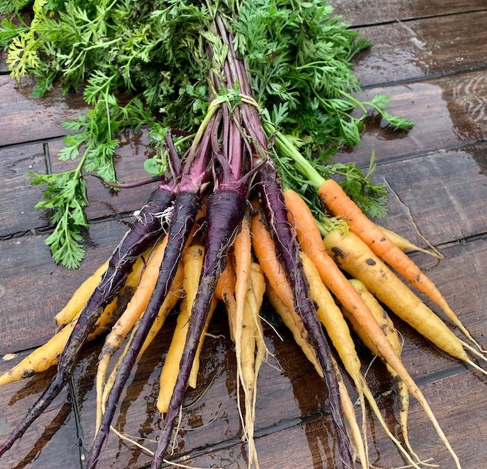 Carottes Couleurs Mélangées