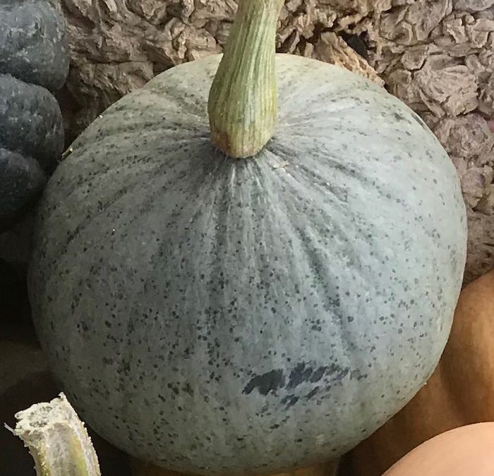 Courge Bleue de Hongrie