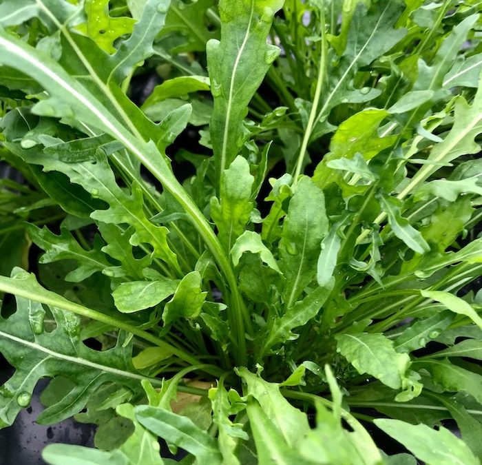 Roquette Cultivée